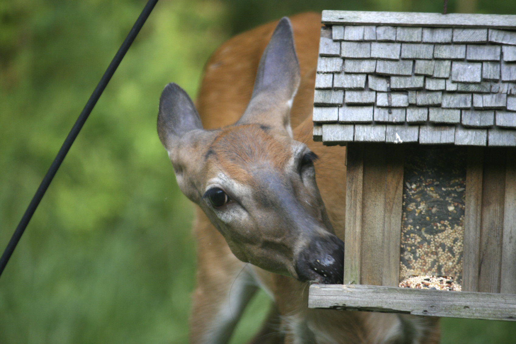 Deer deals eating bird